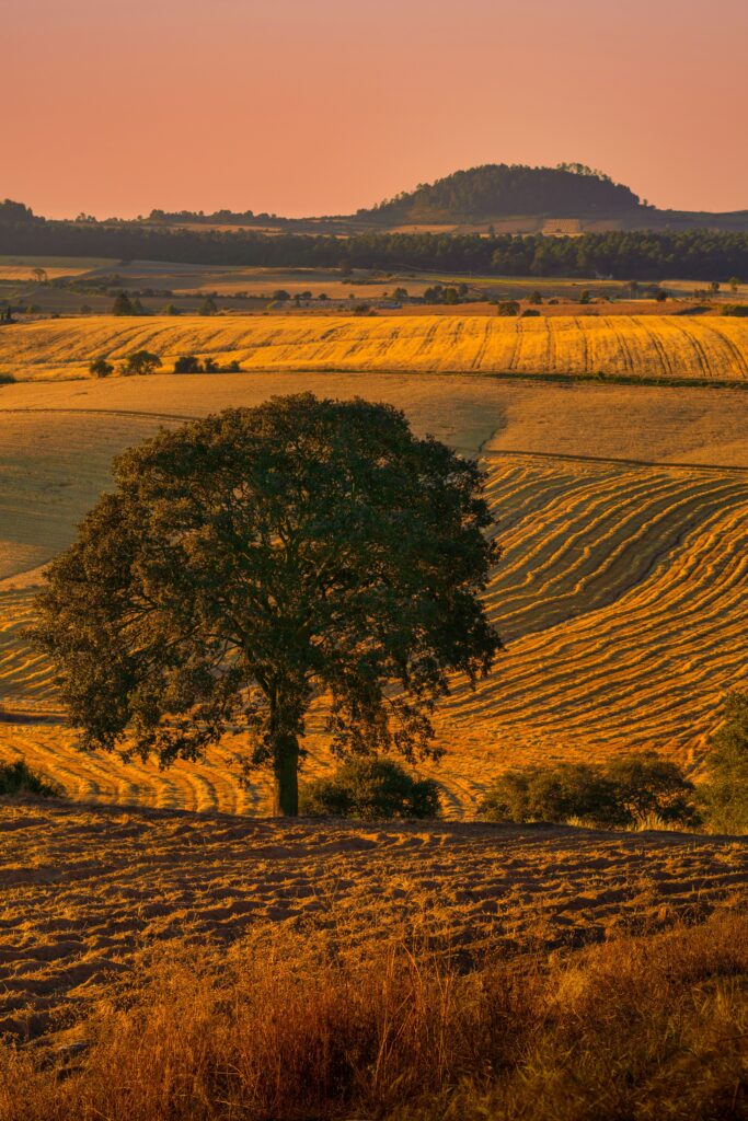 A serene Alentejo landscape bathed in warm golden light, with rolling fields stretching across the countryside and a solitary tree standing in the foreground. The soft hills, cultivated land and earthy tones create a sense of calm, space and timeless rural beauty.